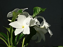 卡宴,法屬圭亞那,鮮花