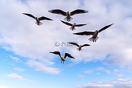 鳥(niǎo),天空,海鷗