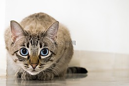 貓,動物,寵物