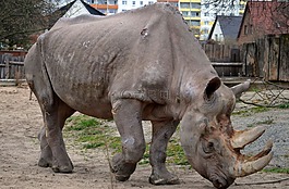 犀牛,動(dòng)物園,動(dòng)物