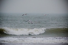 海鷗,鳥,飛