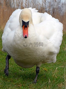 天鵝,水禽,鳥