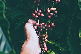 模糊,特寫,水果