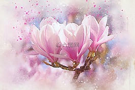 鮮花,玉蘭,藝術(shù)