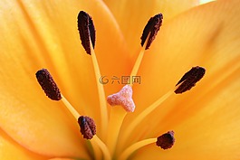 關(guān)閉,花,黃色