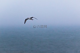 海鷗,鳥,飛