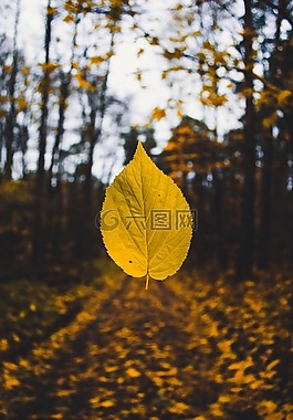 秋,秋天的顏色,秋葉