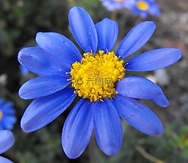 花,雛菊,藍色