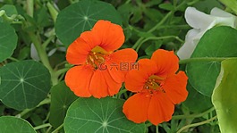 焊菜屬的植物,橙,tropaeolum