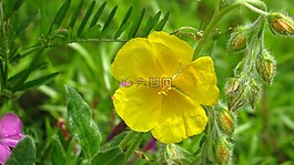 布朗,開花,黃色