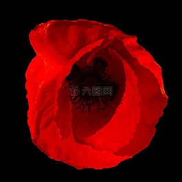 罌粟,花,西班牙