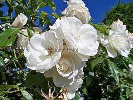 冰山玫瑰,鮮花,白玫瑰