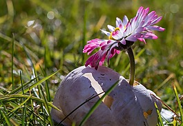雛菊,花,宏