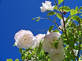 冰山玫瑰,鮮花,白玫瑰