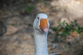鵝,白,鳥