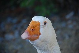 鵝,白,鳥