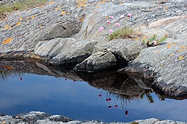 石,水坑,花