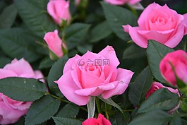鮮花,玫瑰,粉色