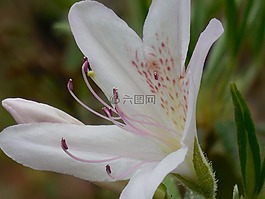 映山紅,盛開,粉紅色