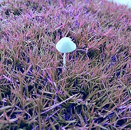 自然,草,新鮮