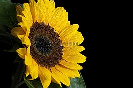 太陽花,花,濕