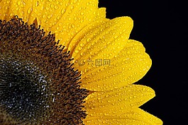 太陽花,花,濕