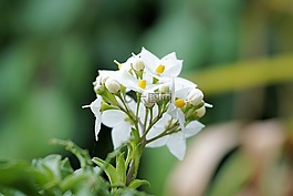 茉莉花葵,花,開花