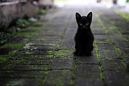 貓,黑色,動物