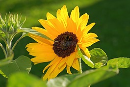 花,開花,太陽花