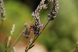 薰衣草,花,蜜蜂