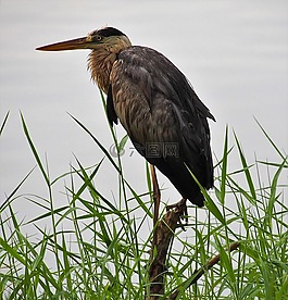 鳥(niǎo),野生動(dòng)物,鳥(niǎo)嘴