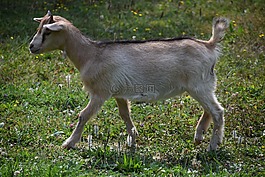 chevrette,動物,國內(nèi)