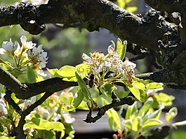 春天,性質(zhì),蘋果樹