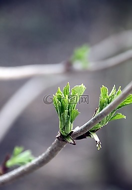 春天,樹,性質(zhì)