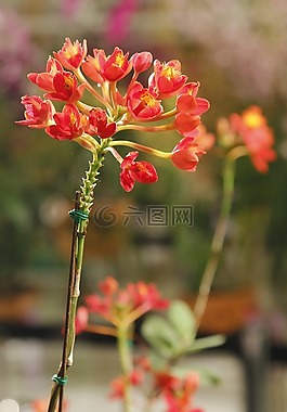 蘭花,蘭花的土壤。,橙色