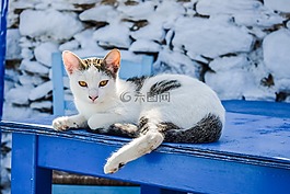 猫,户外,动物