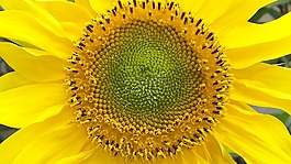 太陽花,黃色,花