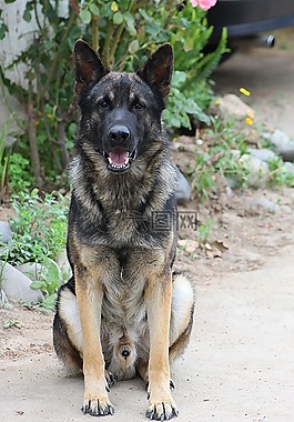 狗,德國牧羊犬,小狗