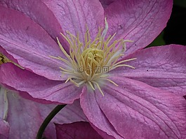 鐵線蓮,盛開(kāi),植物
