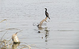 鸟,cormoront,双冠