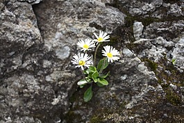 高山一級蘭伯特,高山花卉,很少