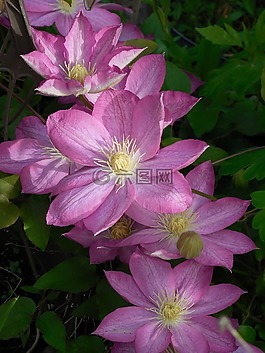 鐵線蓮,盛開(kāi),植物