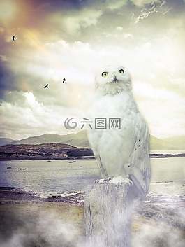 貓頭鷹,谷倉貓頭鷹,魔法
