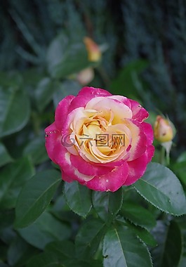 粉色,鮮花,夏季