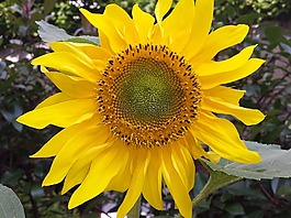 太陽花,花,黃色
