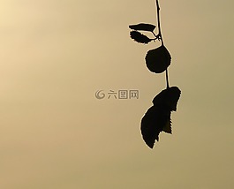 自然,花的,季節(jié)