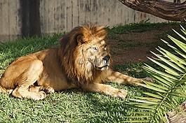 動物園,獅子,肉食