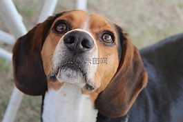 野營的狗,小獵犬號,寵物