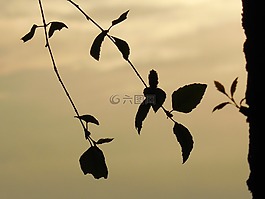 季節(jié),大綱,太陽