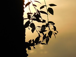 壁紙,側(cè)影,背景